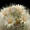 Mammillaria_scheinvariana